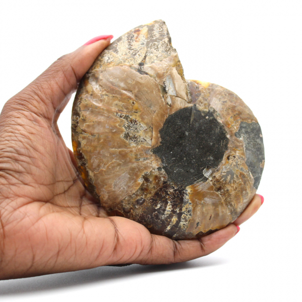 Polished Sawn Ammonite