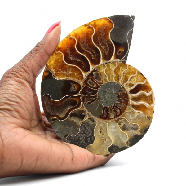 Ammonite from Madagascar