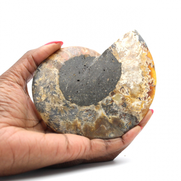 Ammonite from Madagascar