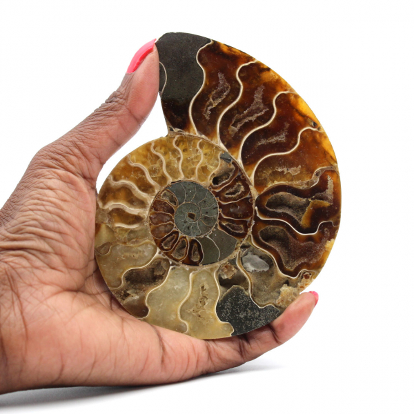 Polished Fossil Ammonite from Madagascar