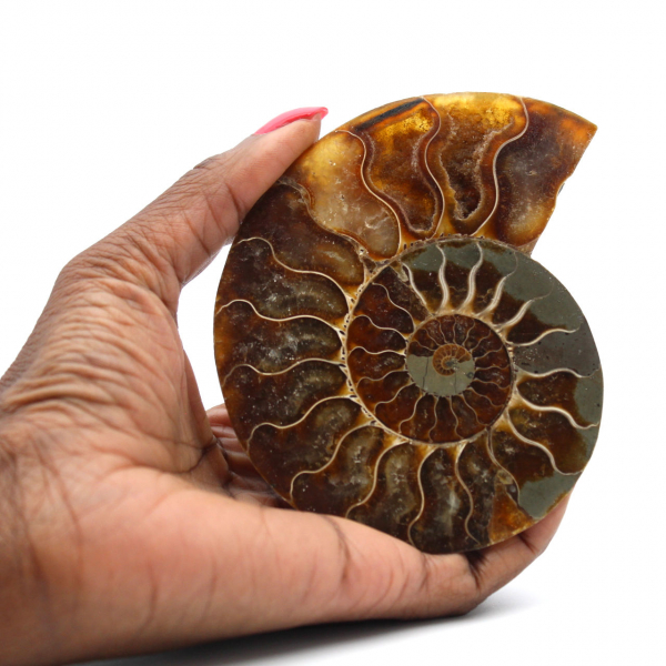 Ammonite One Piece Fossil