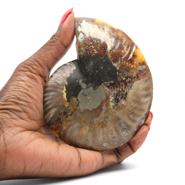 Ammonite One Piece Fossil