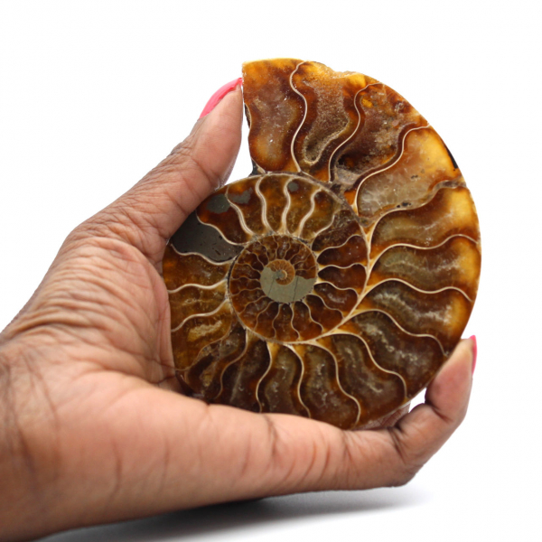 Ammonite Fossil from Madagascar