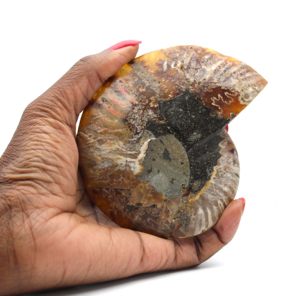 Ammonite Fossil from Madagascar