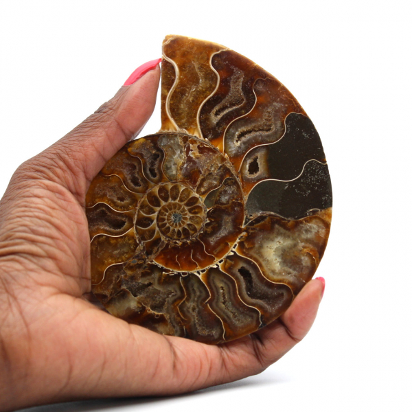 Polished Ammonite from Madagascar