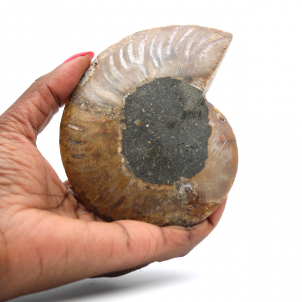 Polished Ammonite from Madagascar