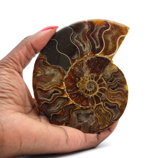 Polished Ammonite