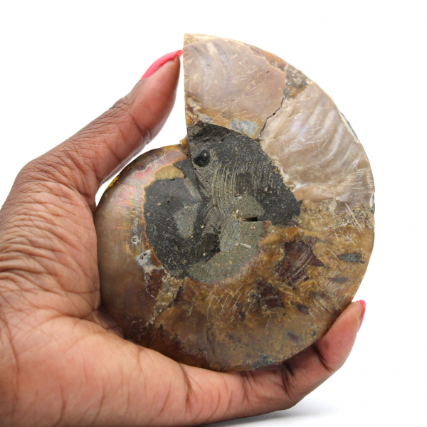 Polished Ammonite