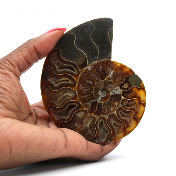 Polished Ammonite Fossil