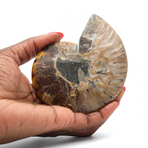 Polished Ammonite Fossil