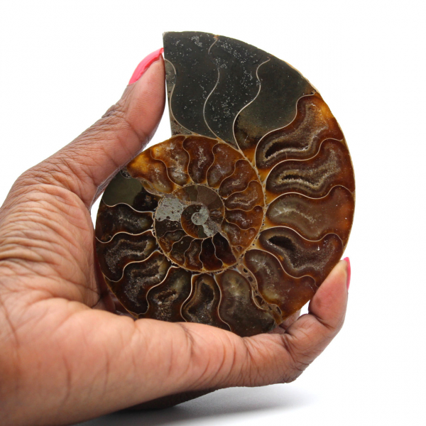 Natural Ammonite Fossil