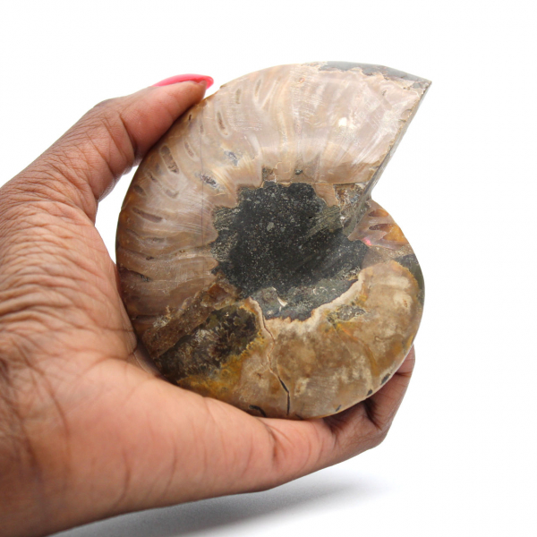 Natural Ammonite Fossil