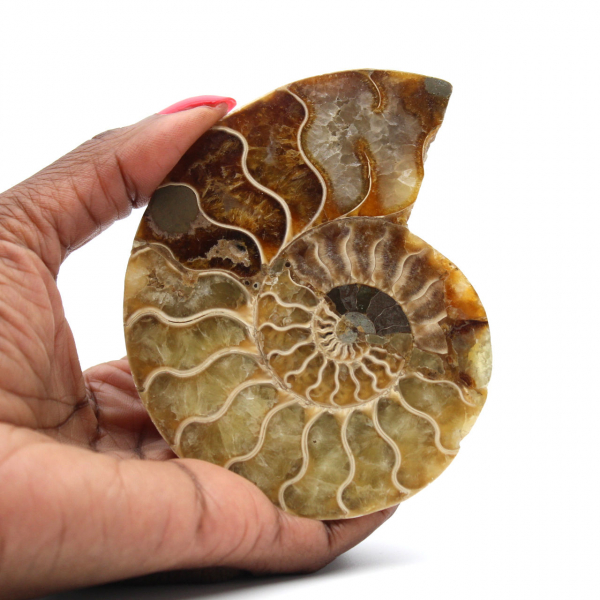 Fossilized Ammonite