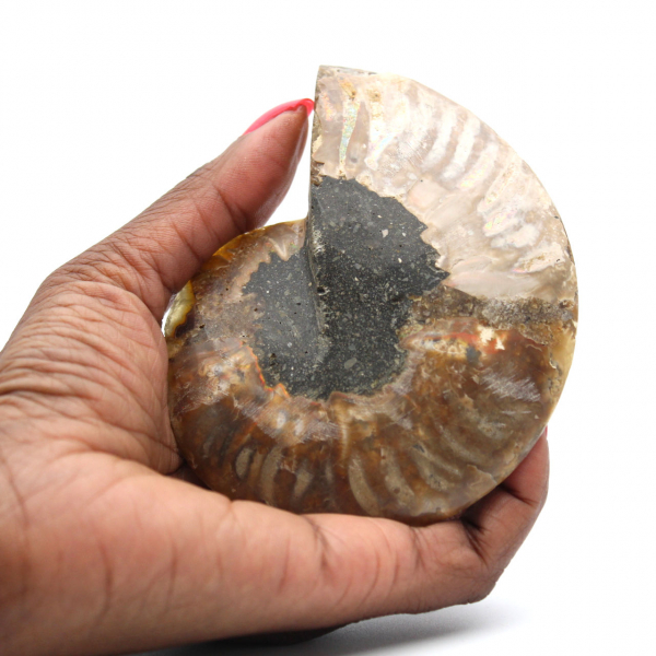 Fossilized Ammonite