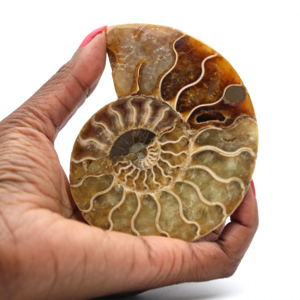 Ammonite One Piece