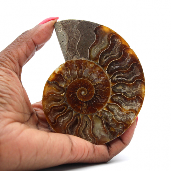 Polished Fossilized Ammonite