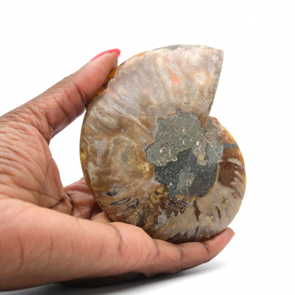 Polished Fossilized Ammonite