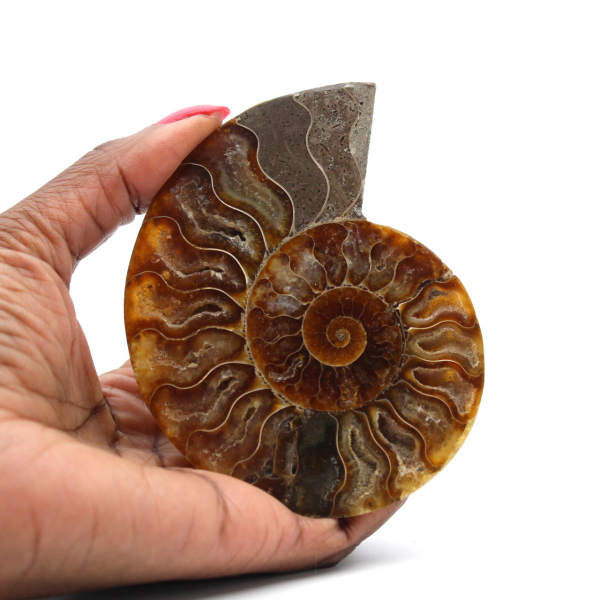 Polished Sawn Ammonite