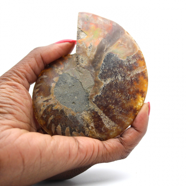 Polished Sawn Ammonite