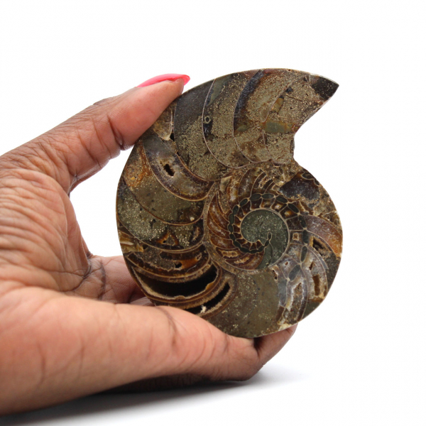 Ammonite from Madagascar