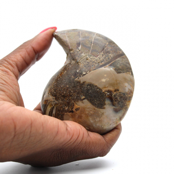 Ammonite from Madagascar