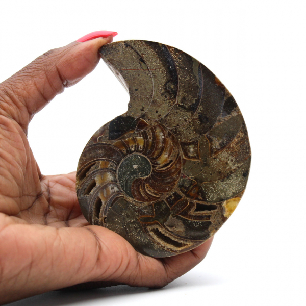 Polished Natural Ammonite Fossil