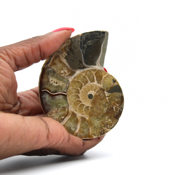 Polished Natural Ammonite from Madagascar