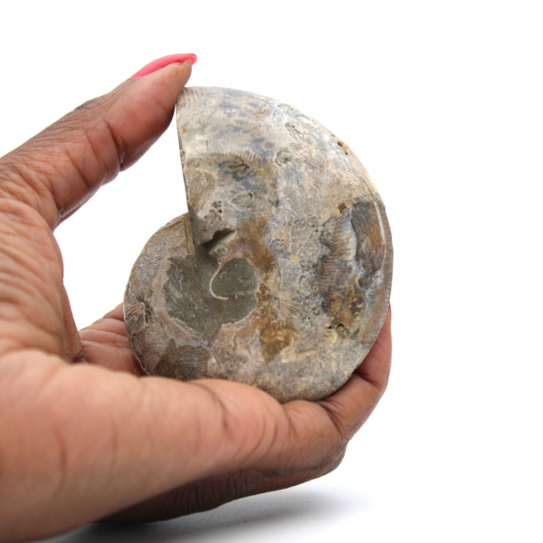 Polished Natural Ammonite from Madagascar