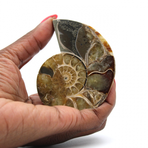 Ammonite