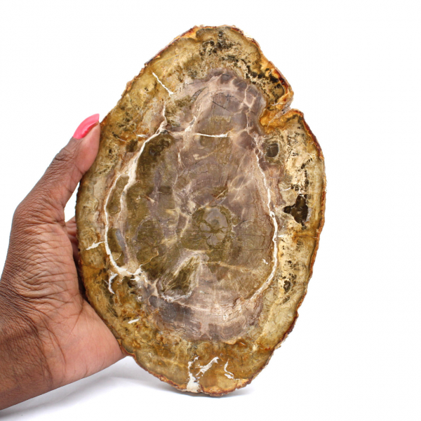 Natural Petrified Wood