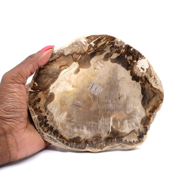 Petrified Wood