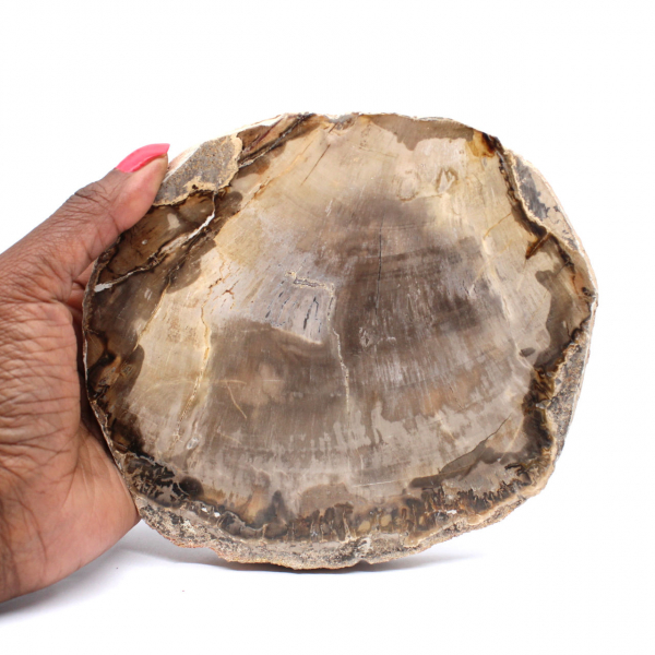 Petrified Wood