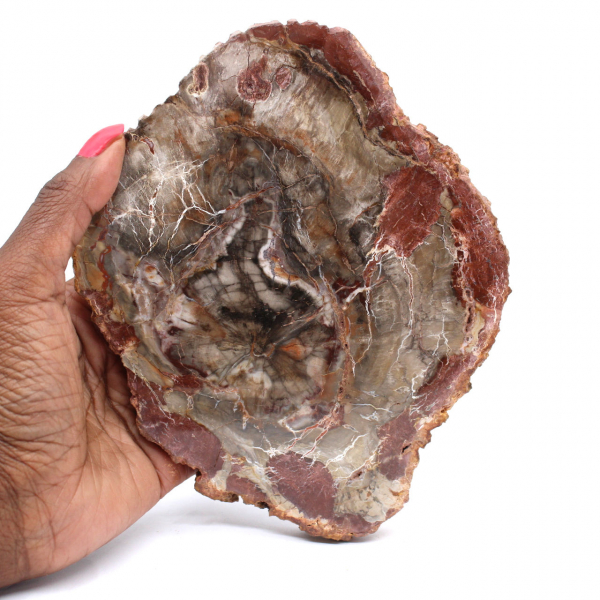 Petrified Wood