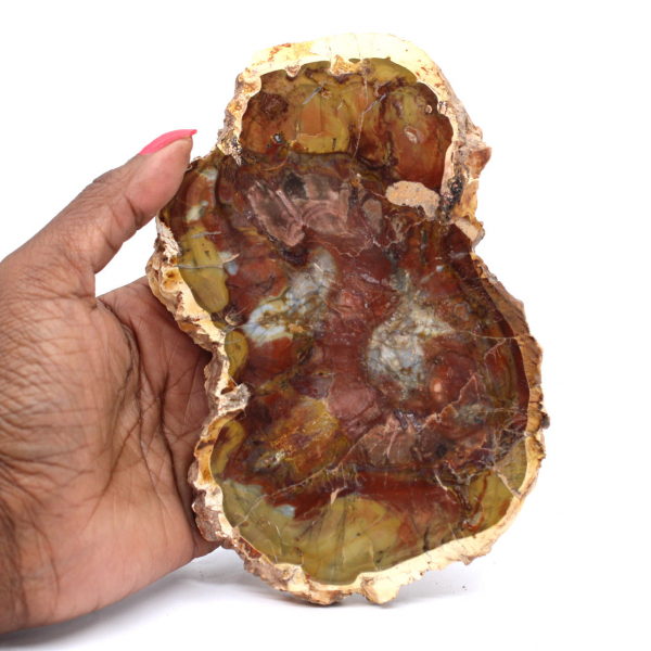 Petrified Wood