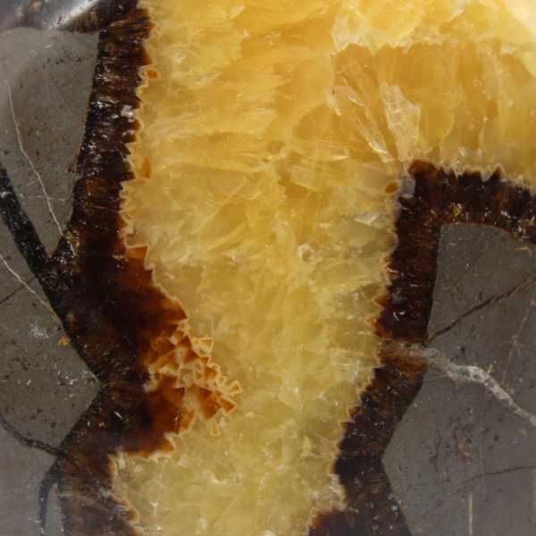 Ornamental Septaria from Madagascar