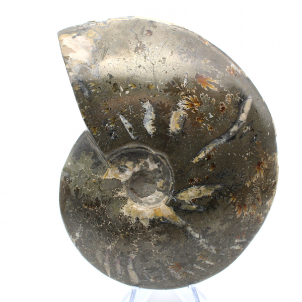 Whole polished natural ammonite from Madagascar