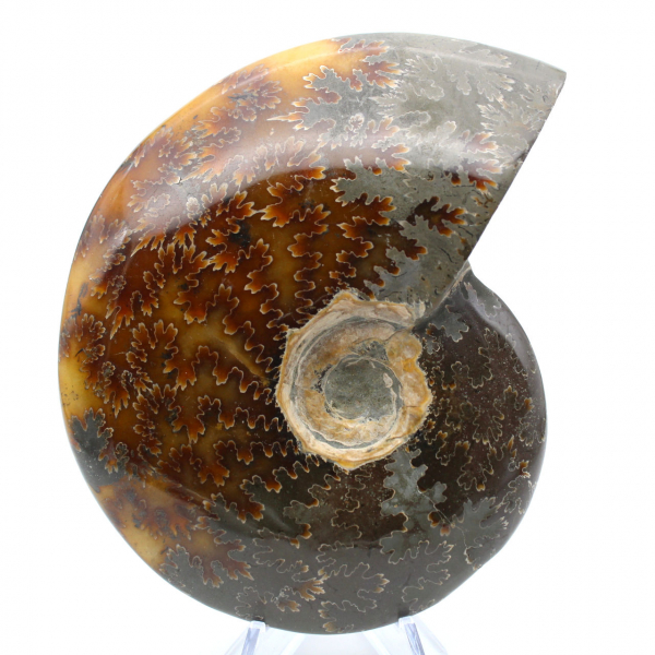 Whole polished natural ammonite fossil