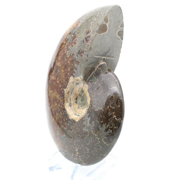 Whole polished natural ammonite fossil