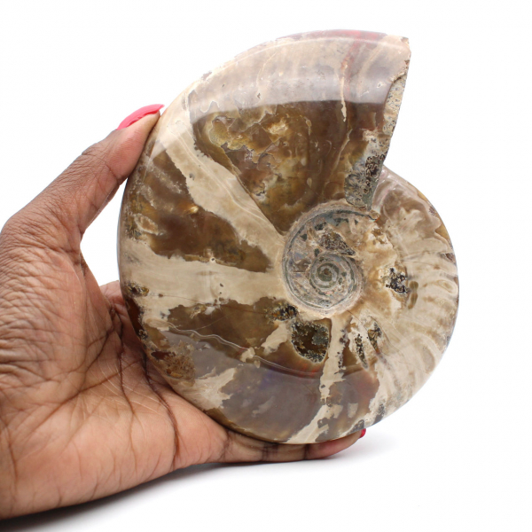 Whole ammonite from Madagascar