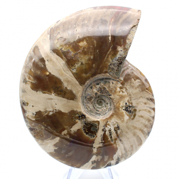 Whole ammonite from Madagascar