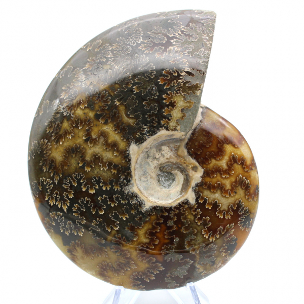 Whole sawn polished ammonite