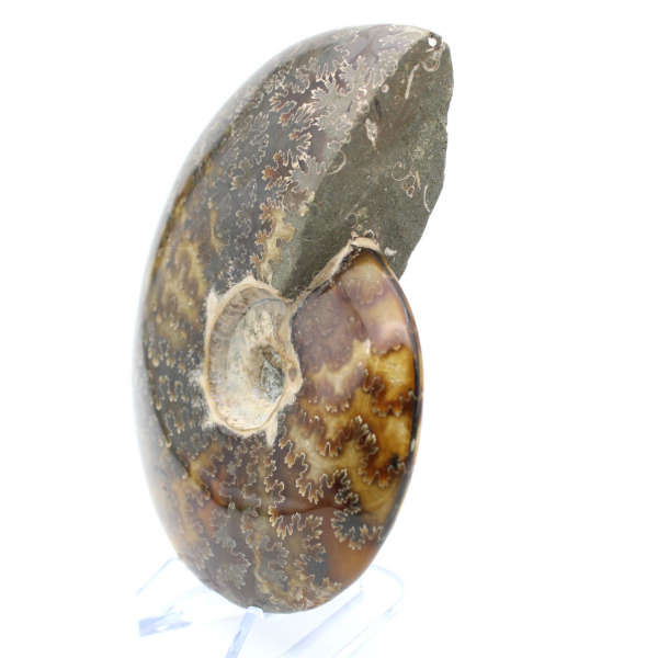 Whole sawn polished ammonite