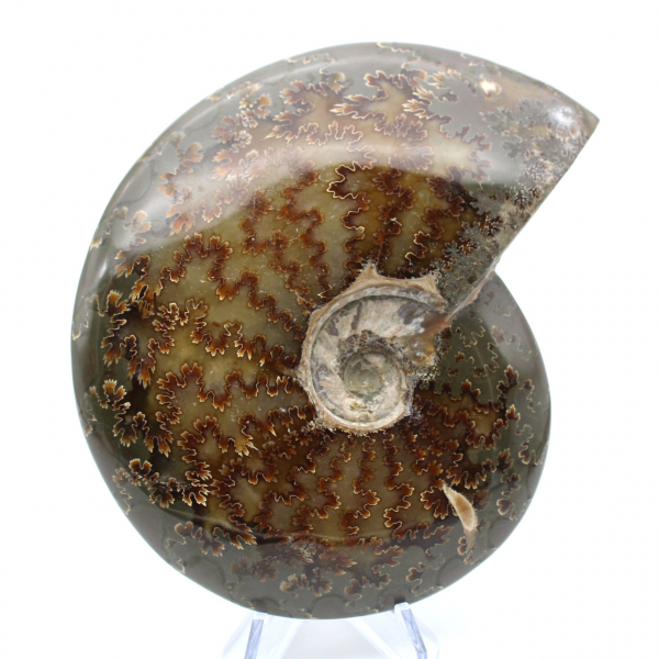 Whole fossilized polished ammonite