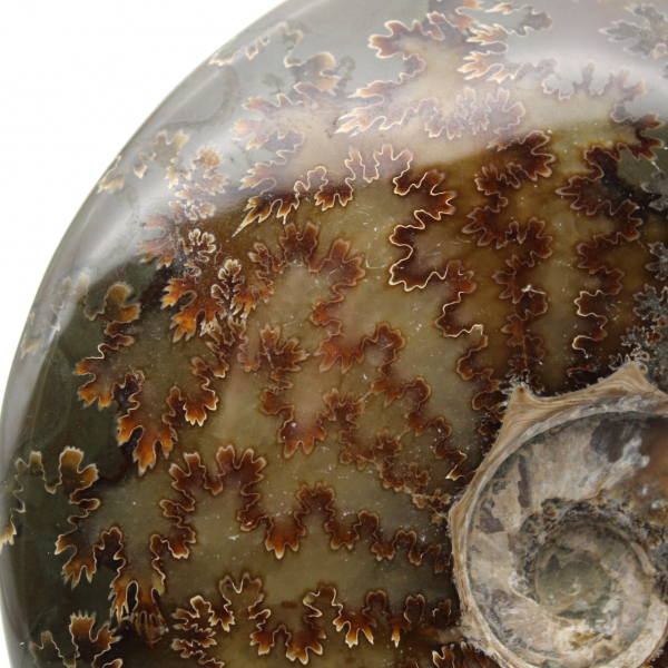 Whole fossilized polished ammonite