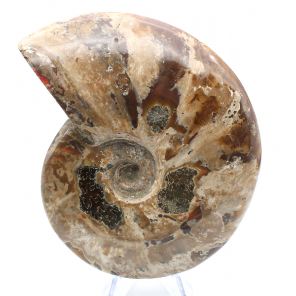 Whole natural fossil ammonite