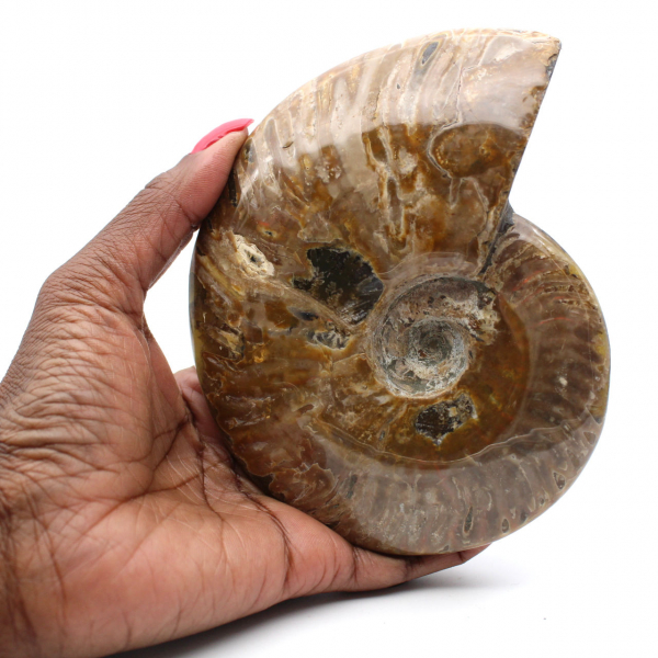 Whole polished ammonite fossil