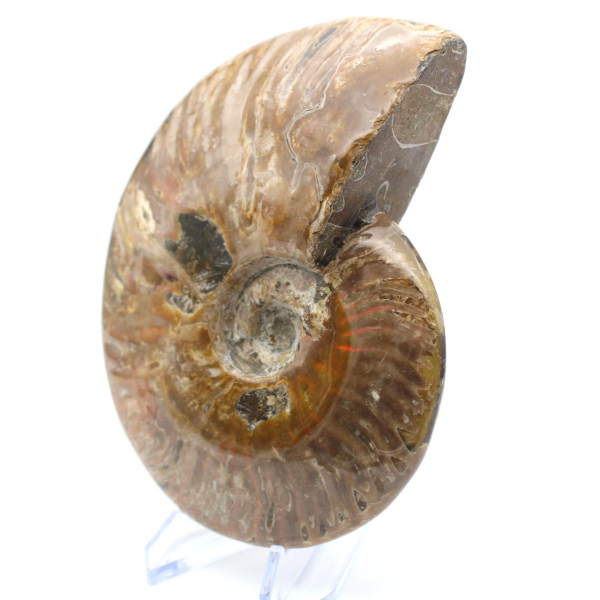 Whole polished ammonite fossil