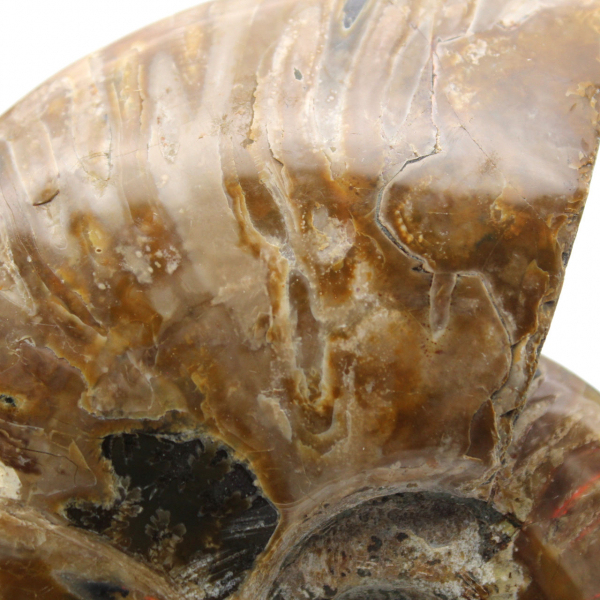 Whole polished ammonite fossil