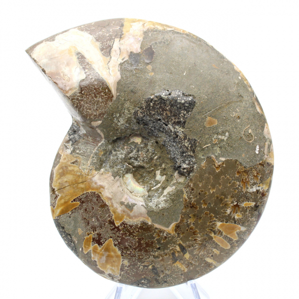 Whole polished ammonite from Madagascar