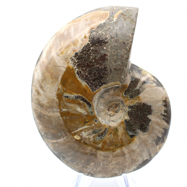 Whole fossil ammonite from Madagascar